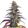Blue Dream · Blimburn Seeds · graines de cannabis · Fem
