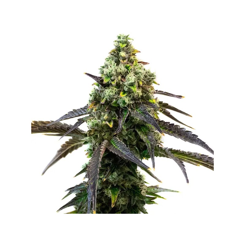 Cafe Racer · Blimburn Seeds · sementes de maconha · Fem