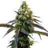 Cafe Racer · Blimburn Seeds · cannabis seeds · Fem