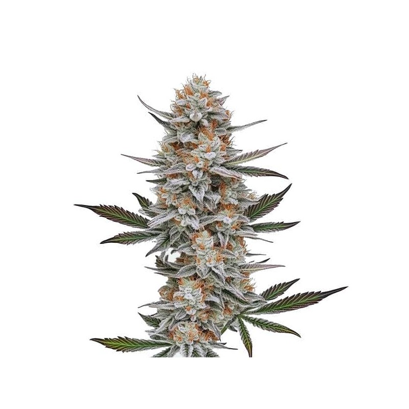 Chemdog 4 · Blimburn Seeds · kaufen cannabis samen · Fem