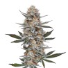 Chemdog 4 · Blimburn Seeds · kaufen cannabis samen · Fem