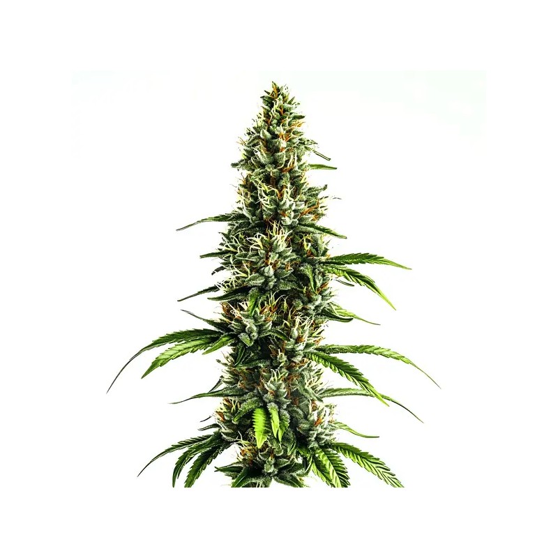 Chocolopez · Blimburn Seeds · graines de cannabis · Fem