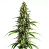 Chocolopez · Blimburn Seeds · kaufen cannabis samen · Fem