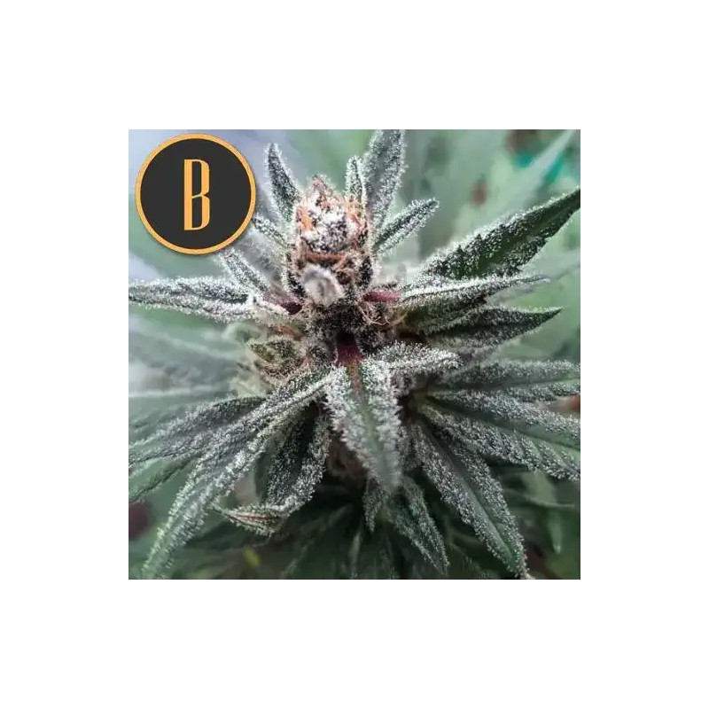 Cindy 99 · Blimburn Seeds · kaufen cannabis samen · Fem