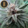 Cindy 99 · Blimburn Seeds · kaufen cannabis samen · Fem