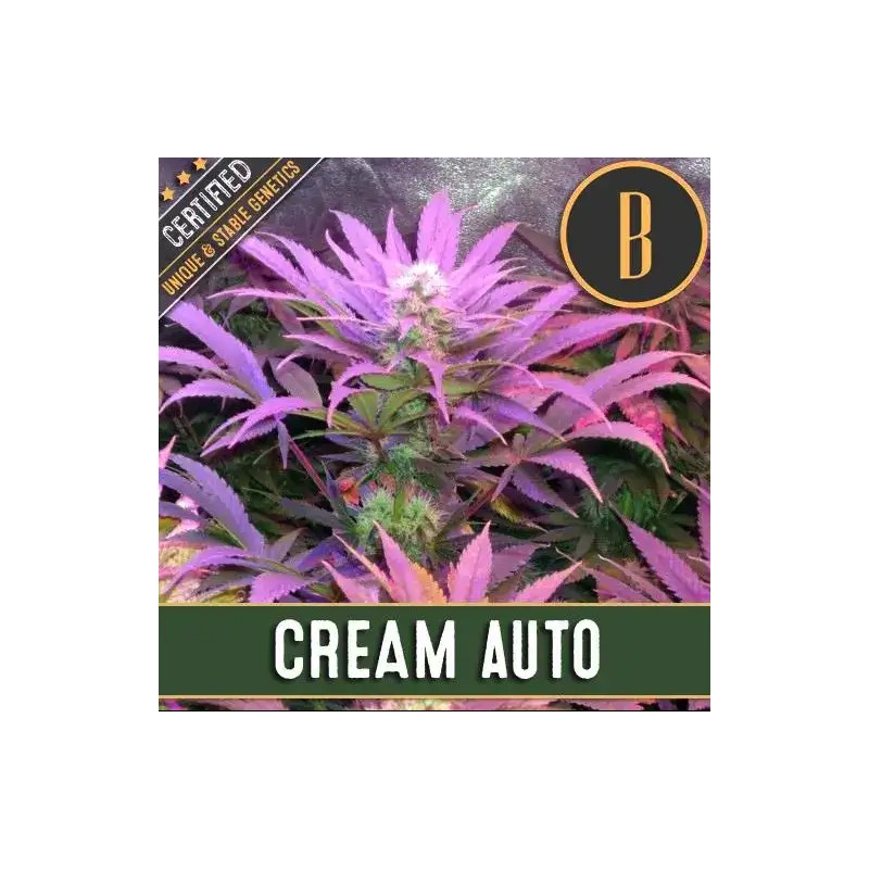 Cream Auto · Blimburn Seeds · graines de cannabis · AutoFem