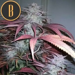 Critical Daddy Purple · Blimburn Seeds · cannabis seeds · Fem