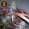 Critical Daddy Purple · Blimburn Seeds · cannabis seeds · Fem