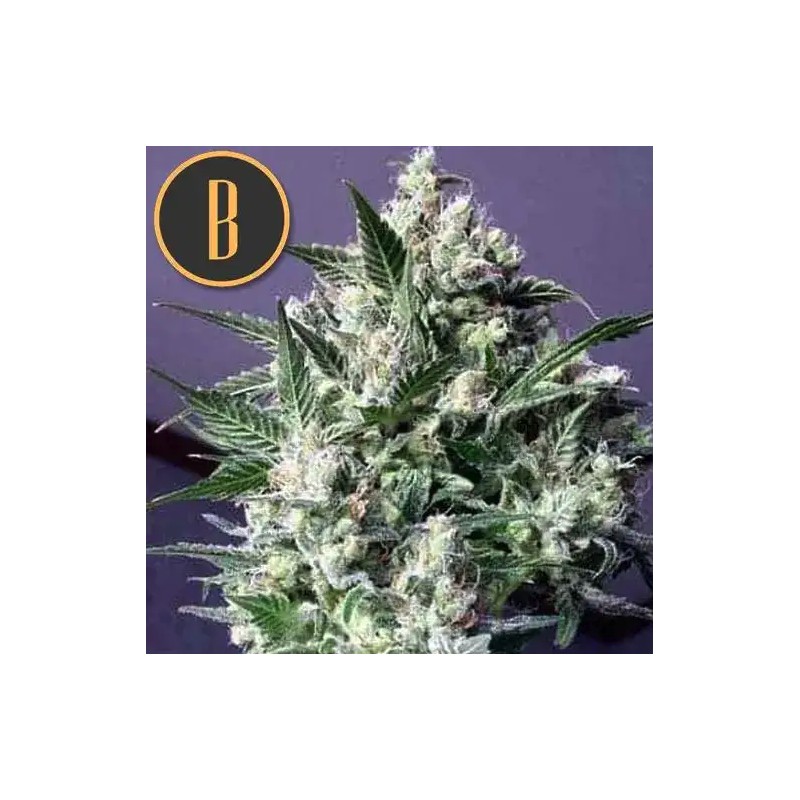 Dama Blanca · Blimburn Seeds · cannabis seeds · Fem