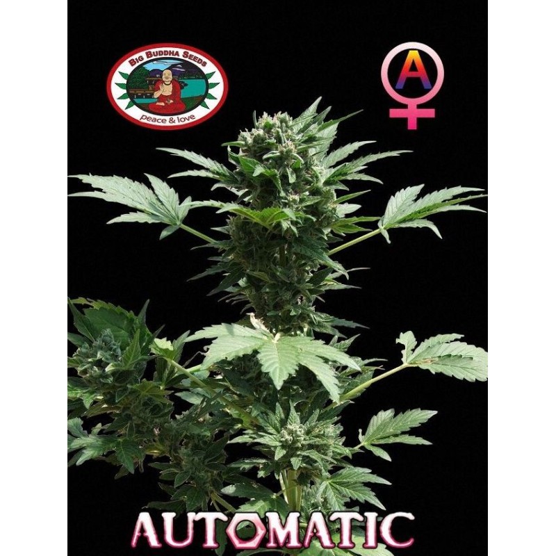 AUTOMATIC BIG BUDDHA · Big Buddha Seeds · graines de cannabis · AutoFem