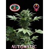AUTOMATIC BIG BUDDHA · Big Buddha Seeds · graines de cannabis · AutoFem