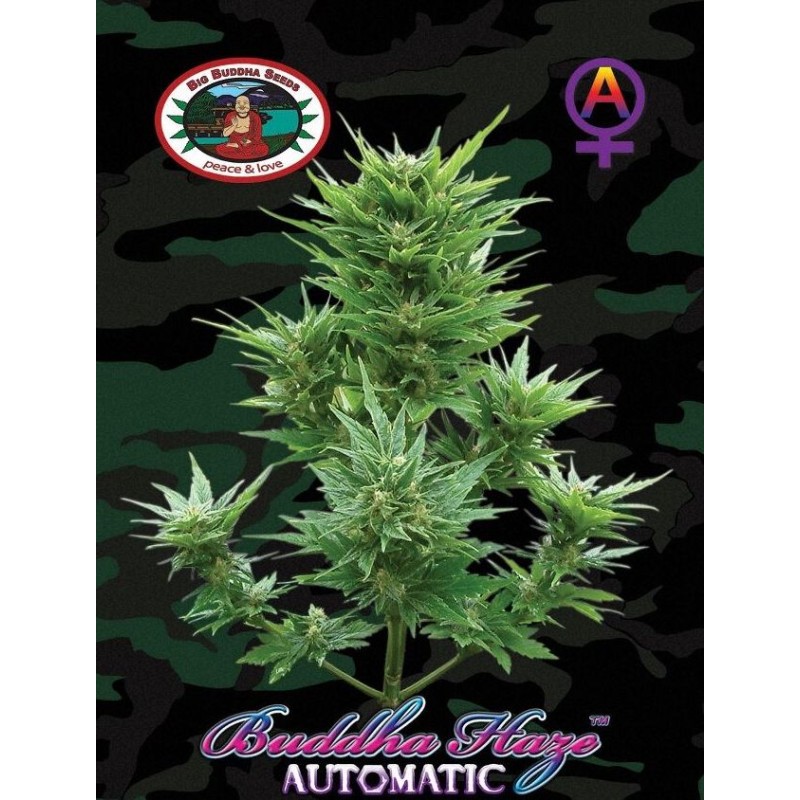 BUDDHA HAZE AUTOMATIC · Big Buddha Seeds · graines de cannabis · AutoFem