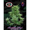 BUDDHA HAZE AUTOMATIC · Big Buddha Seeds · graines de cannabis · AutoFem