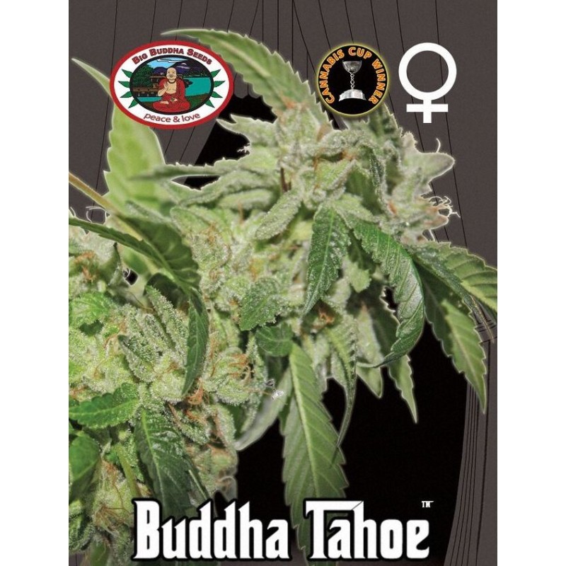 BUDDHA TAHOE · Big Buddha Seeds · kenevir tohum · Disi · Fem
