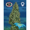 CHEESY DICK · Big Buddha Seeds · cannabis seeds · Fem