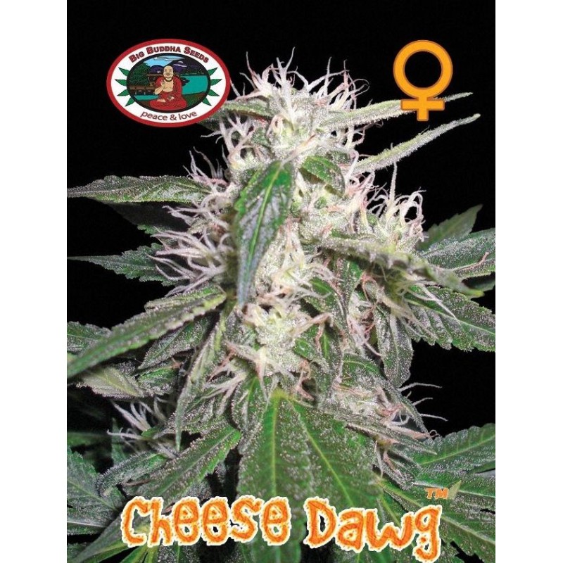 CHEESE DAWG · Big Buddha Seeds · graines de cannabis · Fem