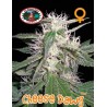 CHEESE DAWG · Big Buddha Seeds · sementes de maconha · Fem
