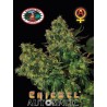 CHIESEL AUTOMATIC · Big Buddha Seeds · kaufen cannabis samen · AutoFem