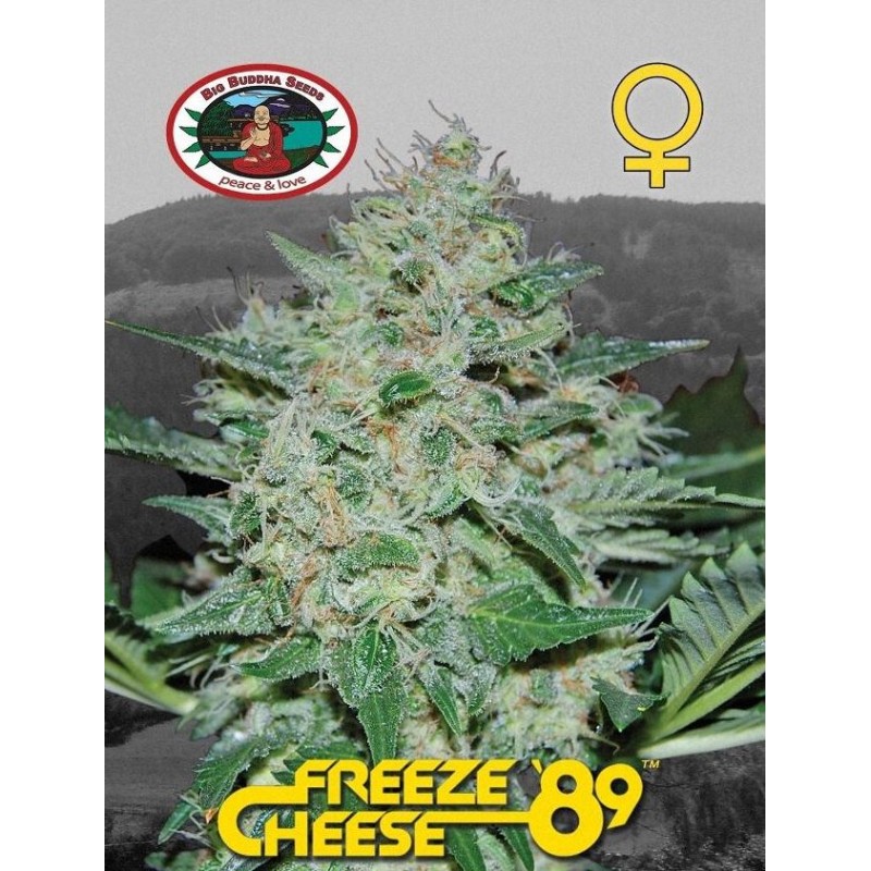 FREEZE CHEESE 89 · Big Buddha Seeds · sementes de maconha · Fem