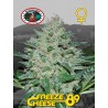 FREEZE CHEESE 89 · Big Buddha Seeds · cannabis samen · Fem