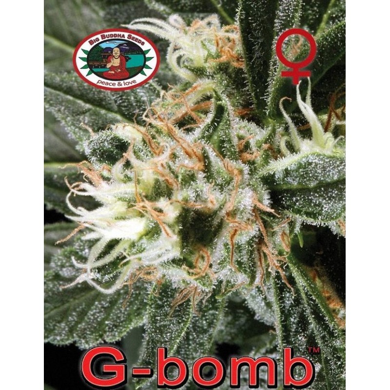 G-BOMB · Big Buddha Seeds · kaufen cannabis samen  · Fem