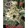 G-BOMB · Big Buddha Seeds · kaufen cannabis samen  · Fem