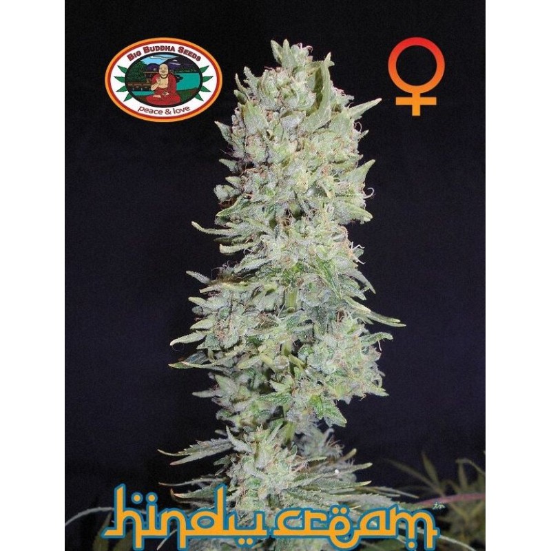 HINDU CREAM · Big Buddha Seeds · cannabis seeds  Fem
