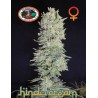 HINDU CREAM · Big Buddha Seeds · graines de cannabis · Fem