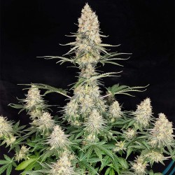 QUASAR · 10 · Buddha Seeds · graines de cannabis · AutoFem