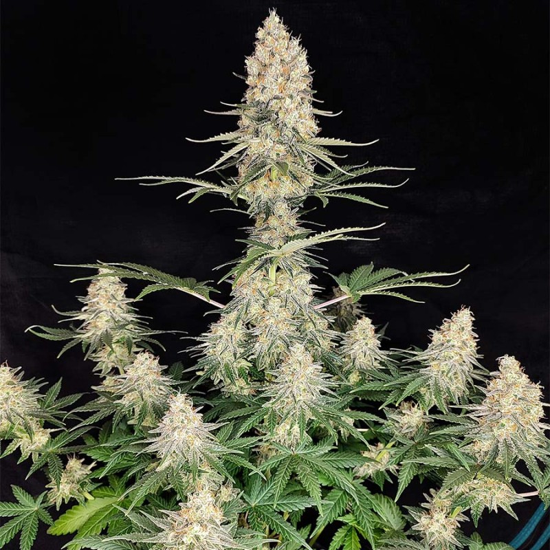QUASAR · 10 · Buddha Seeds · graines de cannabis · AutoFem