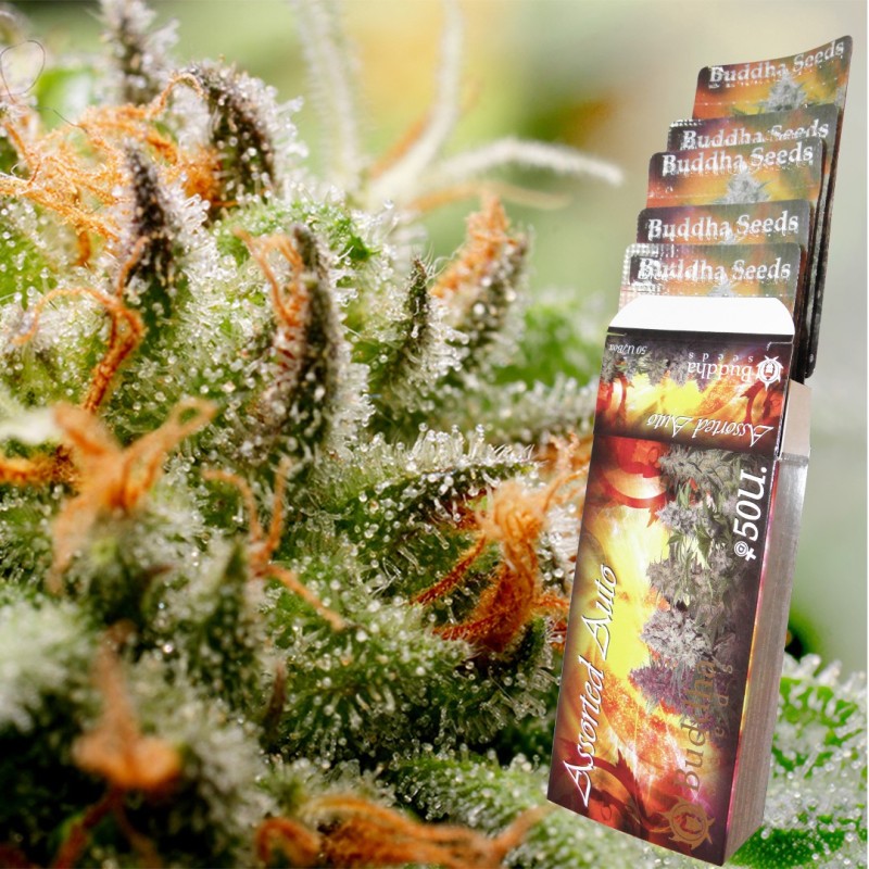 ASSORTED AUTO · Buddha Seeds · sementes de maconha · AutoFem