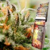 ASSORTED AUTO · Buddha Seeds · sementes de maconha · AutoFem