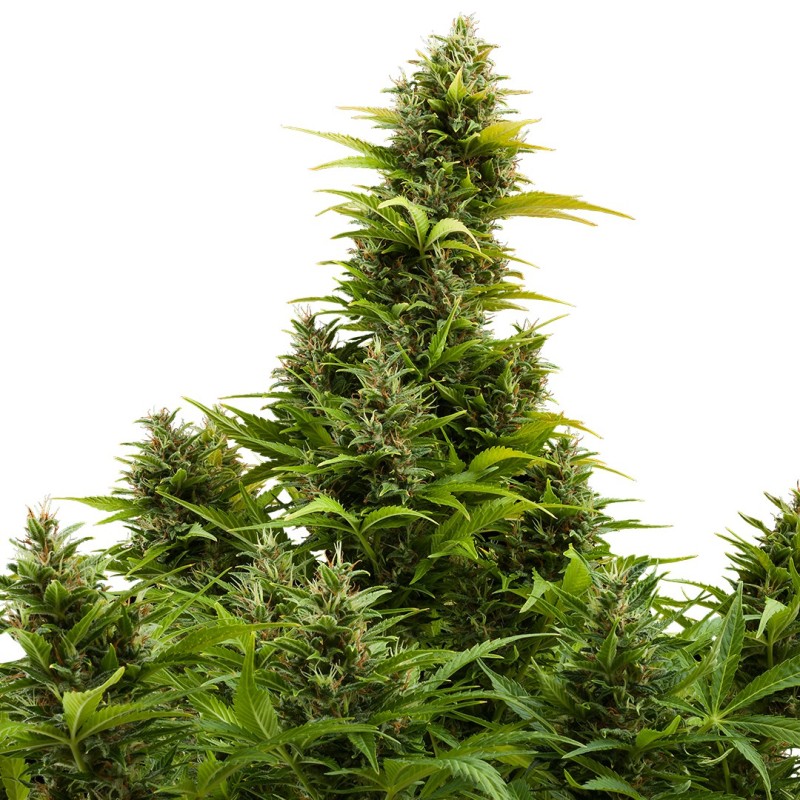 AUTO MEDIKIT CBD · Buddha Seeds · sementes de maconha  · AutoFem