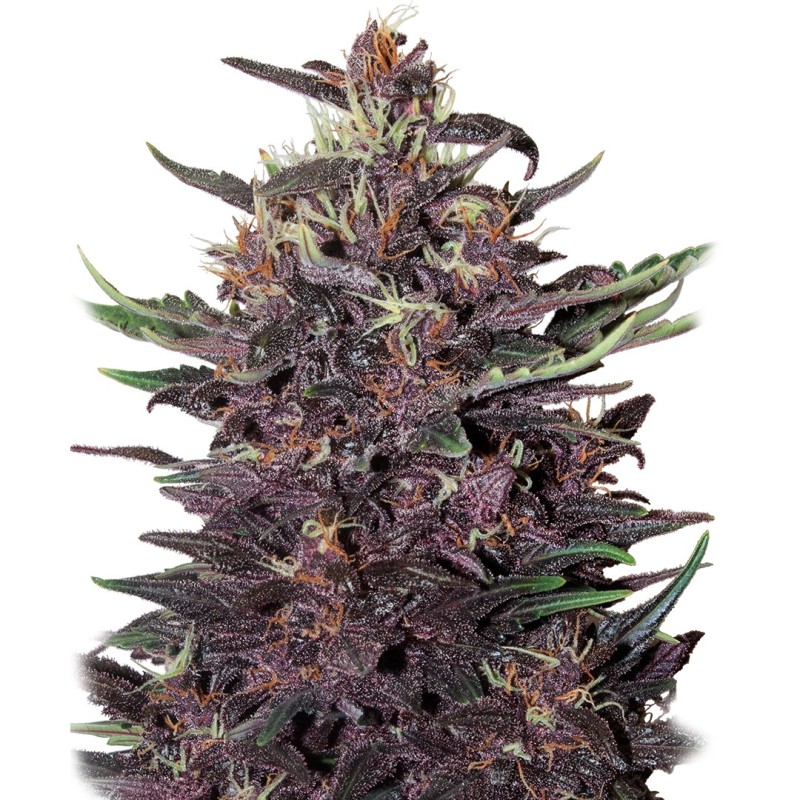 BUDDHA PURPLE KUSH AUTO · Buddha Seeds · graines de cannabis · AutoFem