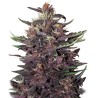 BUDDHA PURPLE KUSH AUTO · Buddha Seeds · graines de cannabis · AutoFem