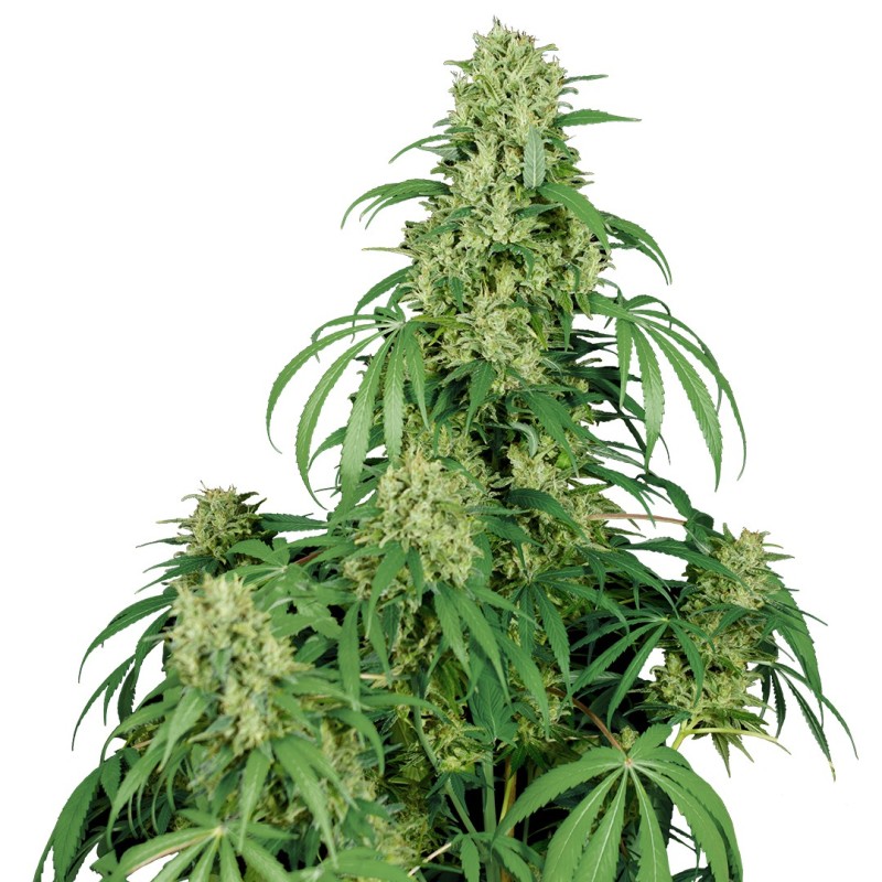 CALAMITY JANE AUTO · Buddha Seeds · sementes de maconha · AutoFem