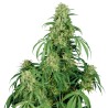 CALAMITY JANE AUTO · Buddha Seeds · kenevir tohum · Disi · AutoFem