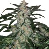 DEIMOS · Buddha Seeds · cannabis seeds · AutoFem