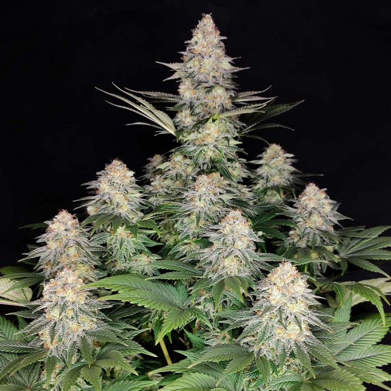 KRAKEN · Buddha Seeds · sementes de maconha · Fem