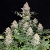 KRAKEN · Buddha Seeds · sementes de maconha · Fem