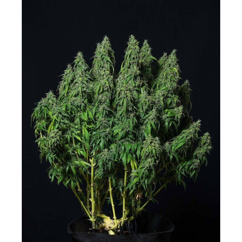 MAGNUM AUTO · Buddha Seeds · sementes de maconha · AutoFem