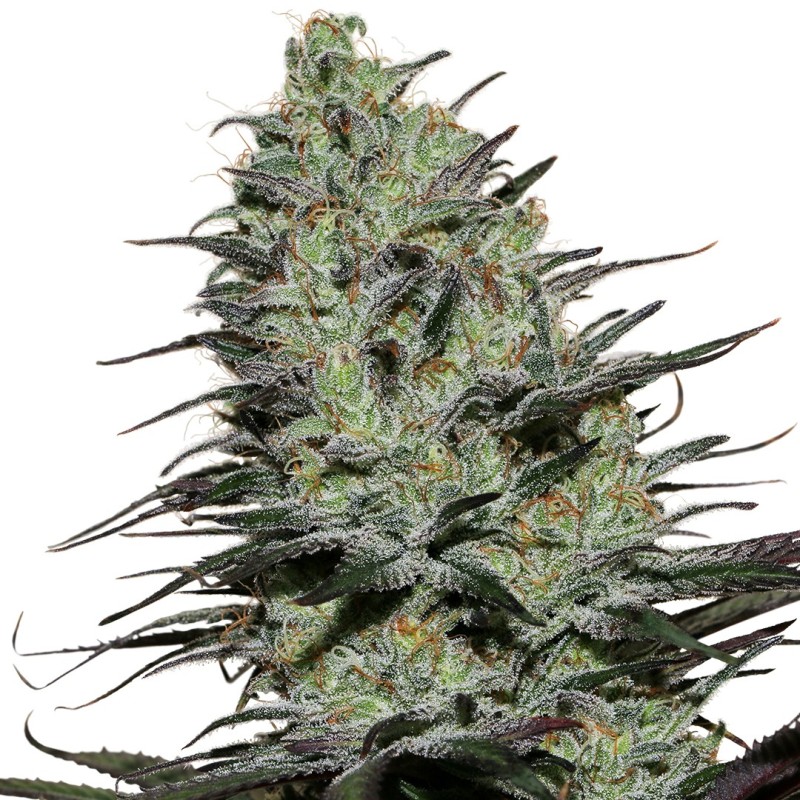 MORPHEUS · Buddha Seeds · graines de cannabis · Fem