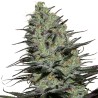 MORPHEUS · Buddha Seeds · cannabis samen · Fem