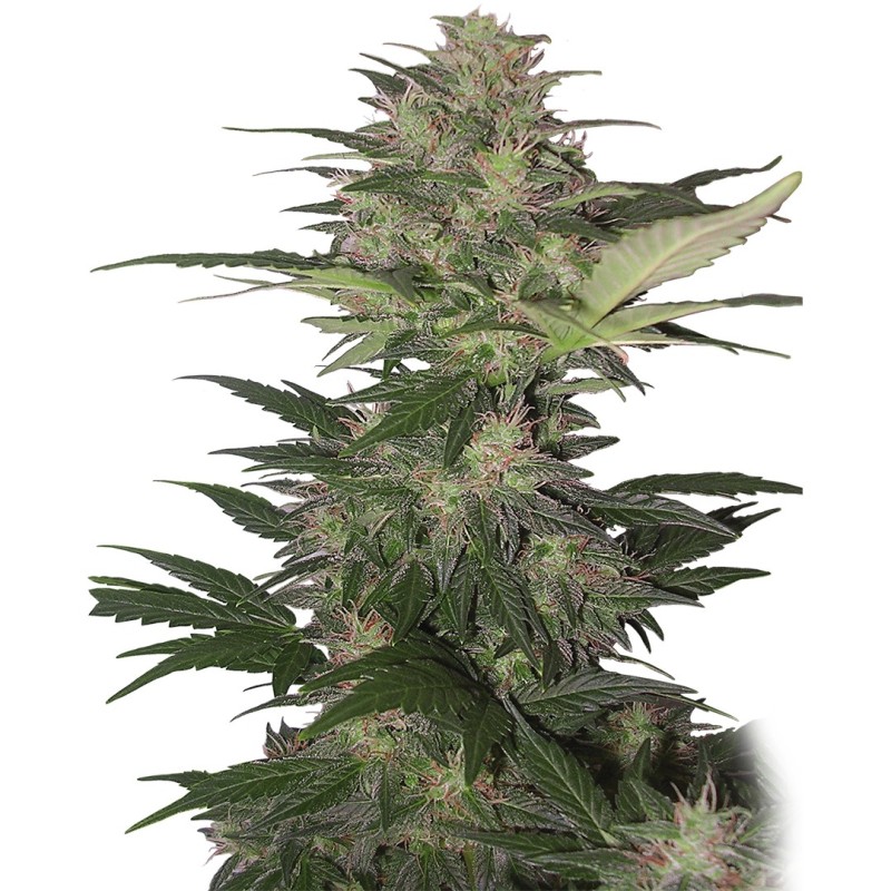 RED DWARF AUTO · Buddha Seeds · graines de cannabis · AutoFem
