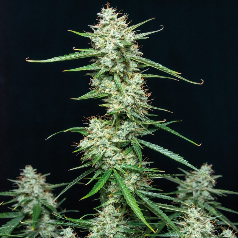 SYRUP · Buddha Seeds · sementes de maconha  · AutoFem
