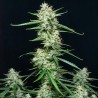 SYRUP · Buddha Seeds · cannabis seeds · AutoFem