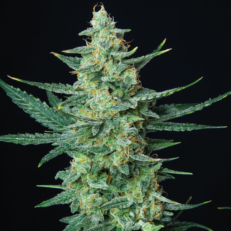 VESTA · Buddha Seeds · sementes de maconha  · AutoFem