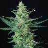 VESTA · Buddha Seeds · sementes de maconha  · AutoFem