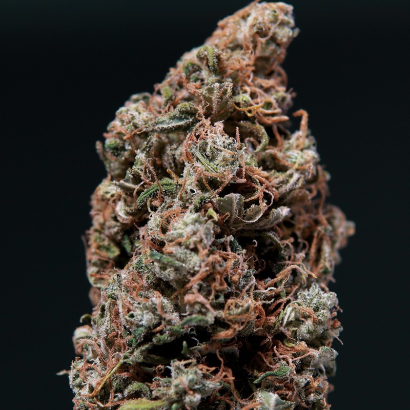 WHITE DWARF · Buddha Seeds · graines de cannabis · AutoFem