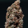 WHITE DWARF · Buddha Seeds · graines de cannabis · AutoFem